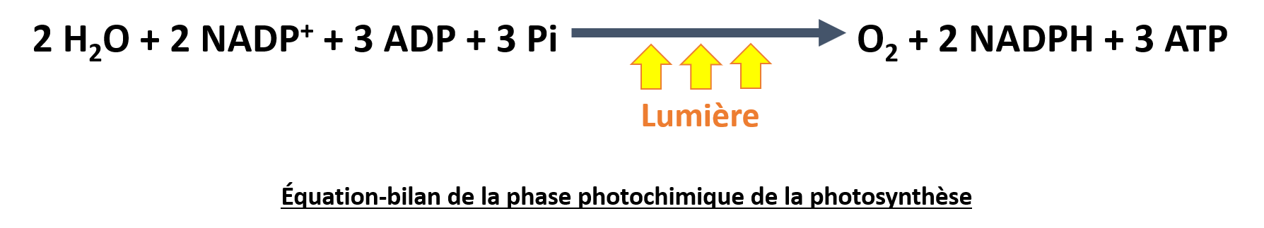 Équation-bilan de la phase photochimique de la photosynthèse