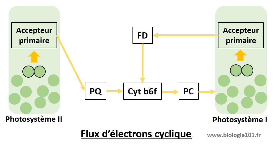 Le flux cyclique d'électrons lors de la photosynthèse n'aboutit pas à la formation de NADPH mais permet la formation d'ATP.