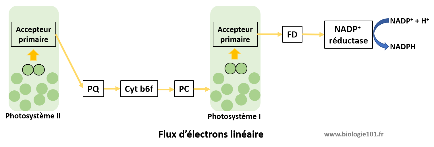 Flux d'électron linéaire de la phase photochimique de la photosynthèse avec production de NADPH et d'ATP.