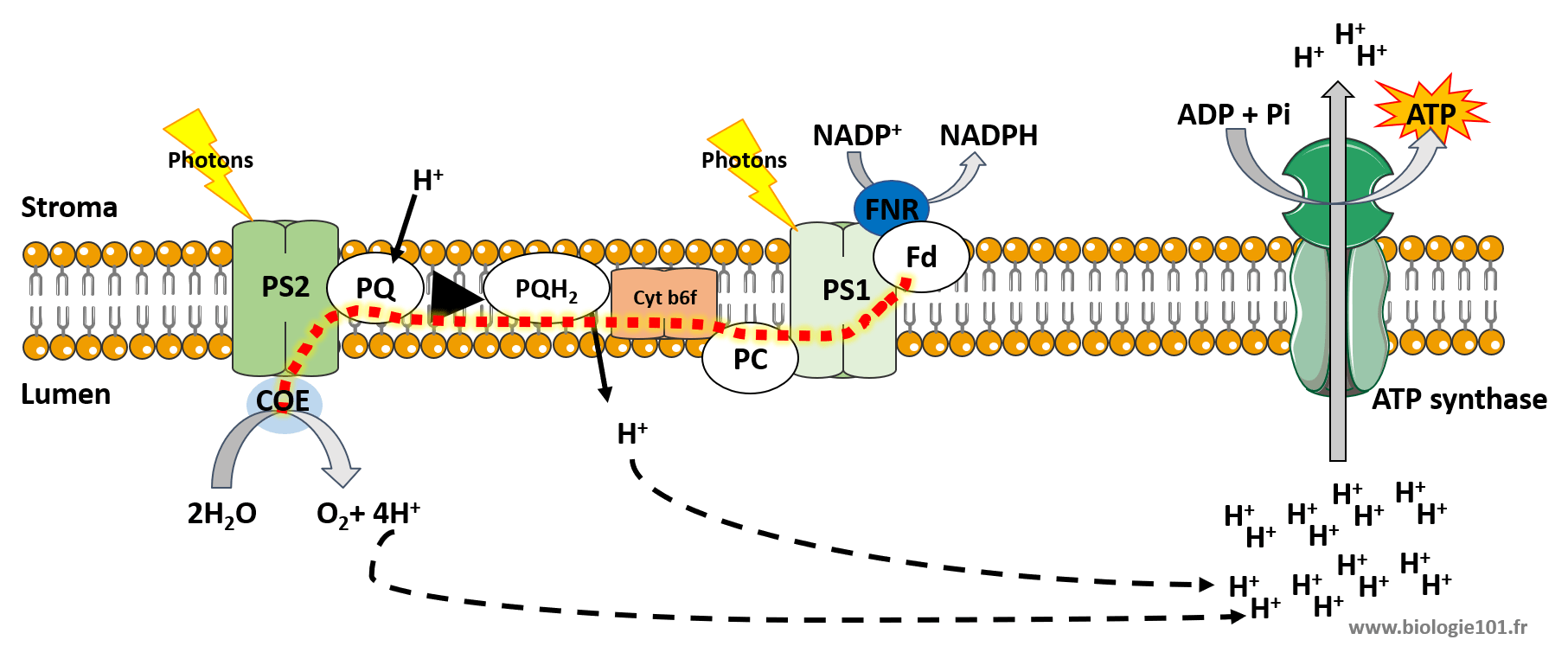 Synthèse d'ATP lors de la photosynthèse. Formation d'un gradient de proton lors de la photosynthèse qui va permettre la formation d'ATP à l'aide de l'ATP synthase.