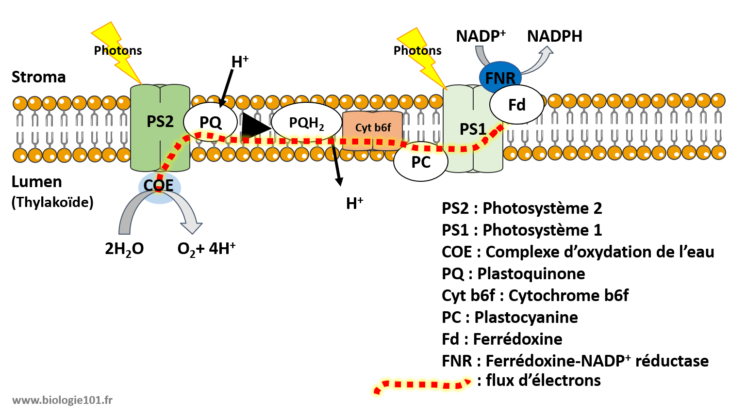 Bilan de la phase photochimique de la photosynthèse avec le parcours des électrons à travers la membrane des thylakoïdes du photosysème II jusqu'au photosystème I qui aboutit à la réduction du NAPD+ en NADPH.