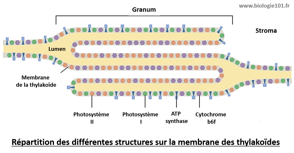 La photosynthèse a lieu au niveau de la membrane des thylakoïdes. Les quatre complexes protéiques impliqués dans la photosynthèse ne sont pas répartis de la même manière dans la membrane. Le photosystème II est principalement présent au niveau des grana de thylakoïdes alors que le photosystème I et l'ATP synthase sont présent plutôt au niveau de la membrane des thylakoïdes entre les grana.