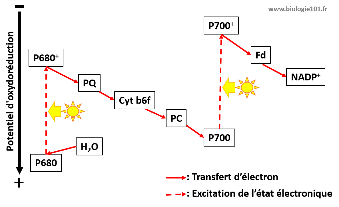 Le schéma en Z du flux d'électron linéaire entre les deux photosystèmes illustre le trajet des électrons lors de la photosyntèse jusqu'à la formation du NADP+.