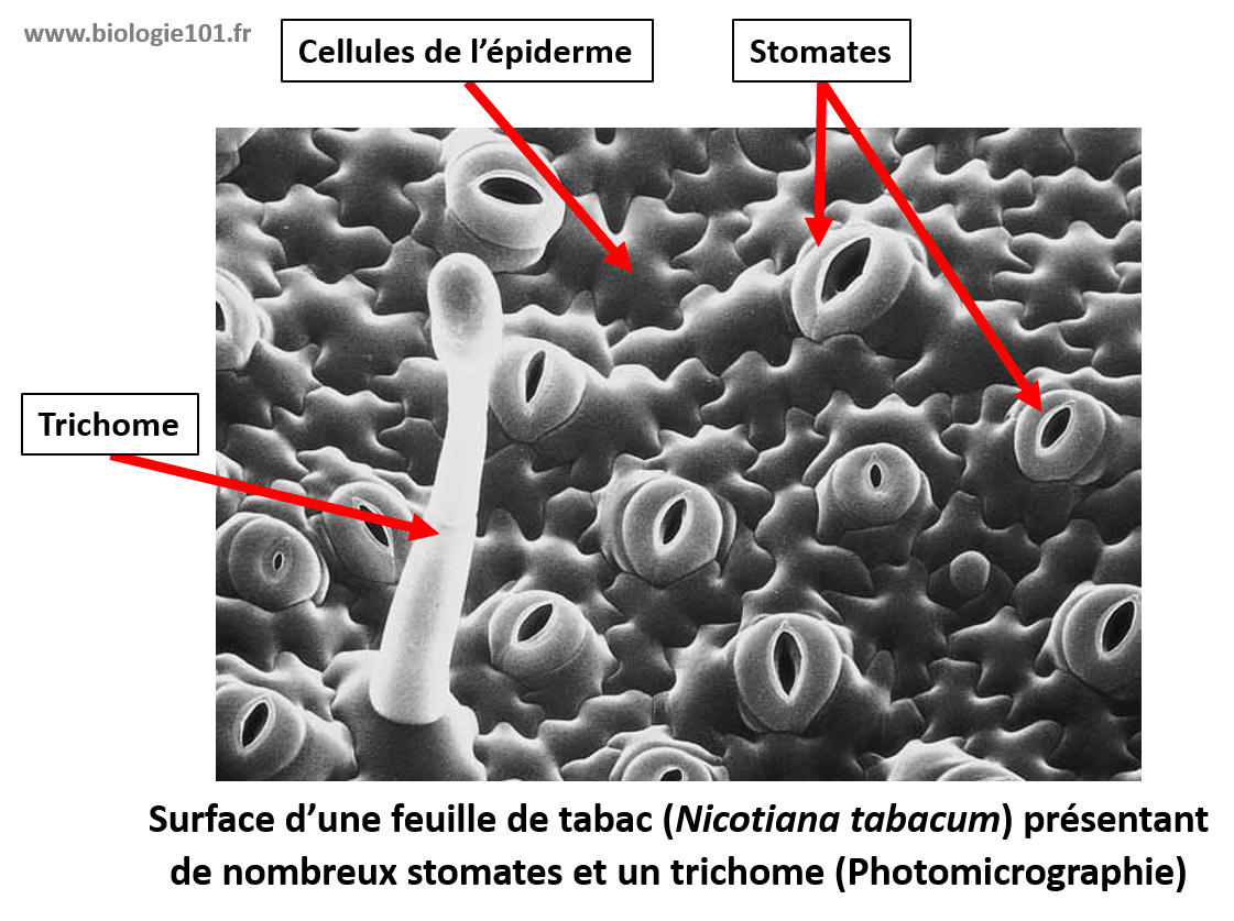 Surface d'une feuille de tabac présentant de nombreux stomates et un trichome.