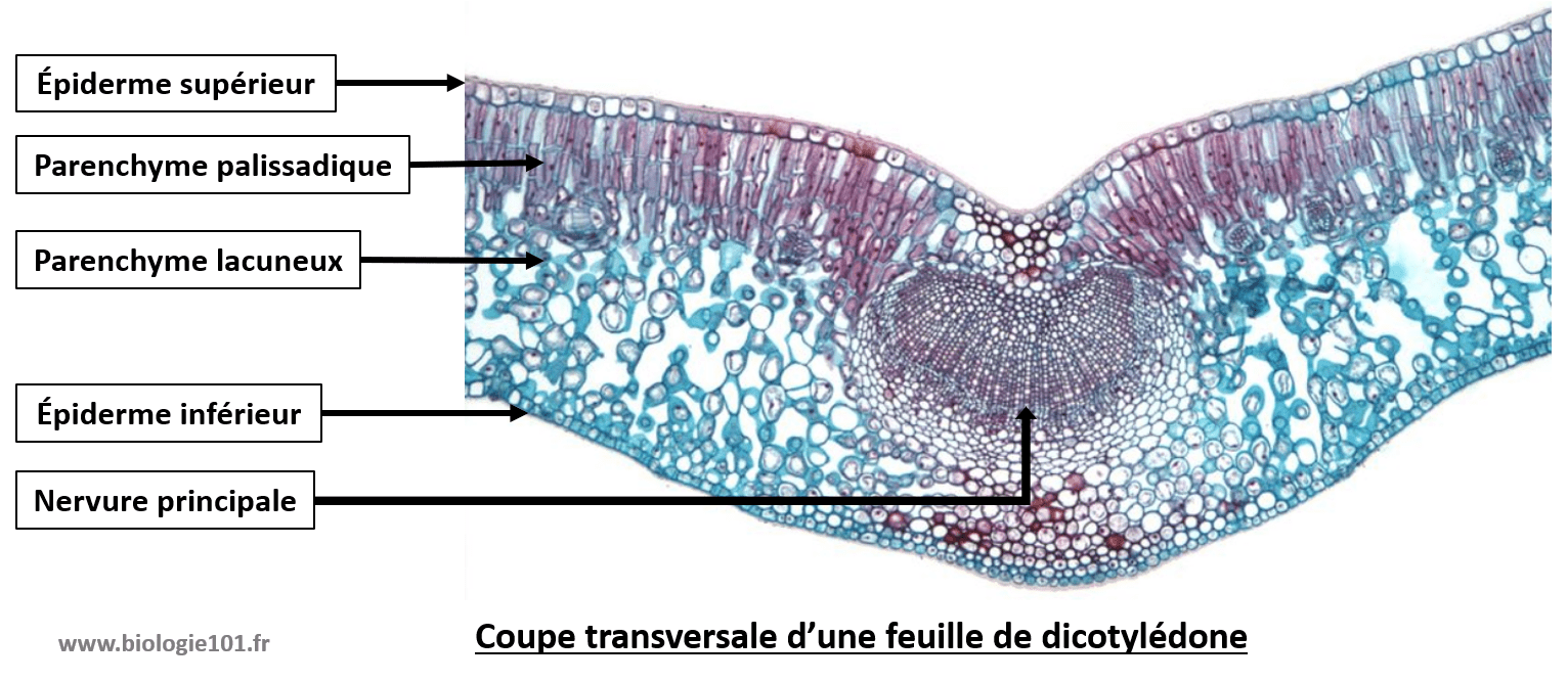 Le Diagramme Montre Une Coupe Transversale Dune Feuil - vrogue.co