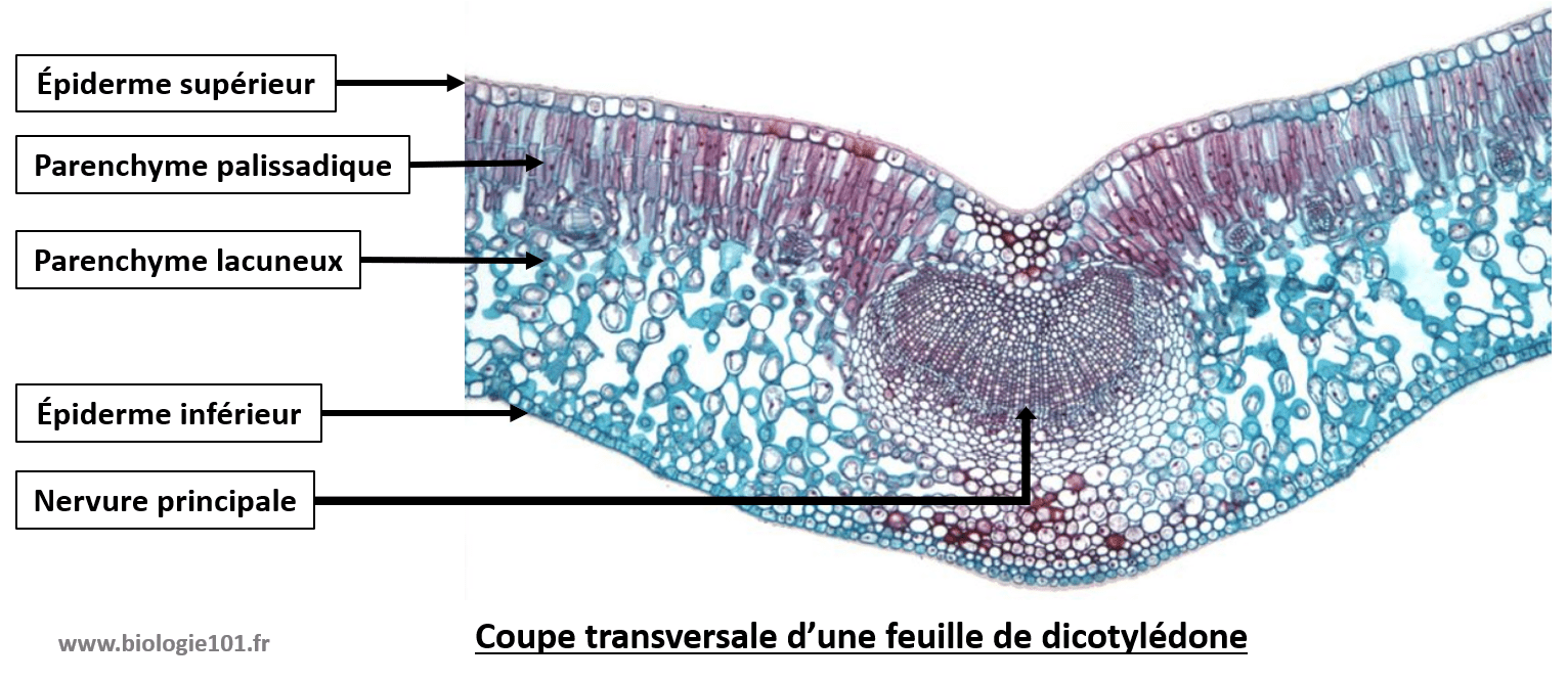  Le système caulinaire, la feuille Biologie101