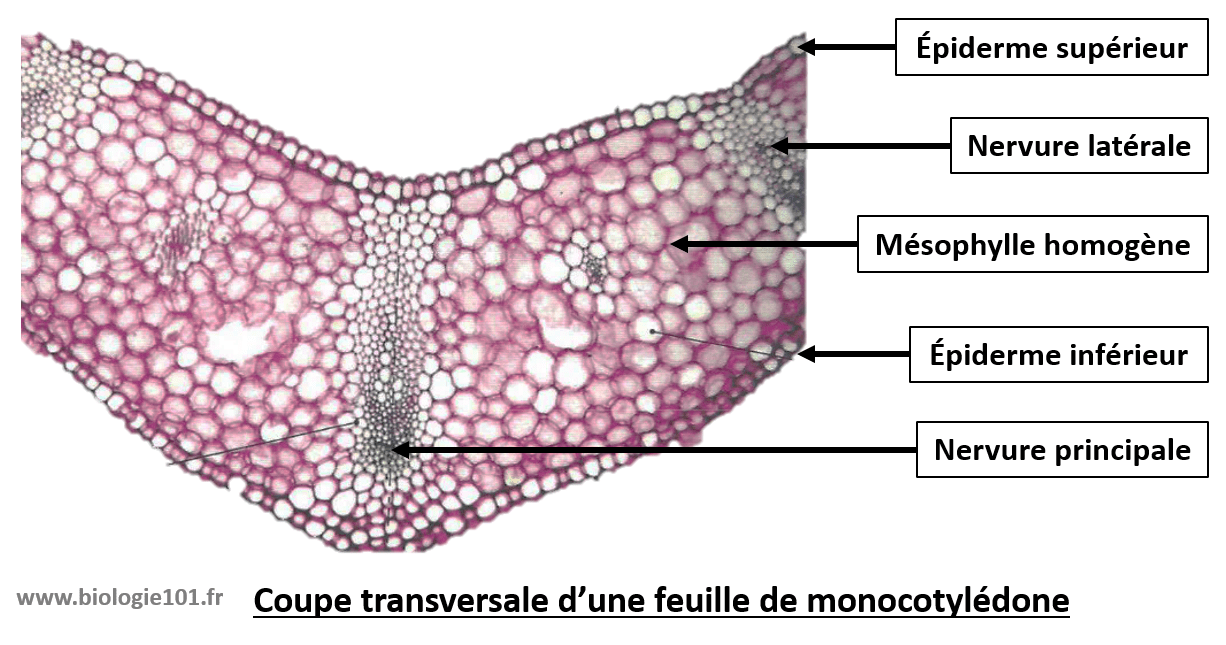 Le système caulinaire, la feuille Biologie101