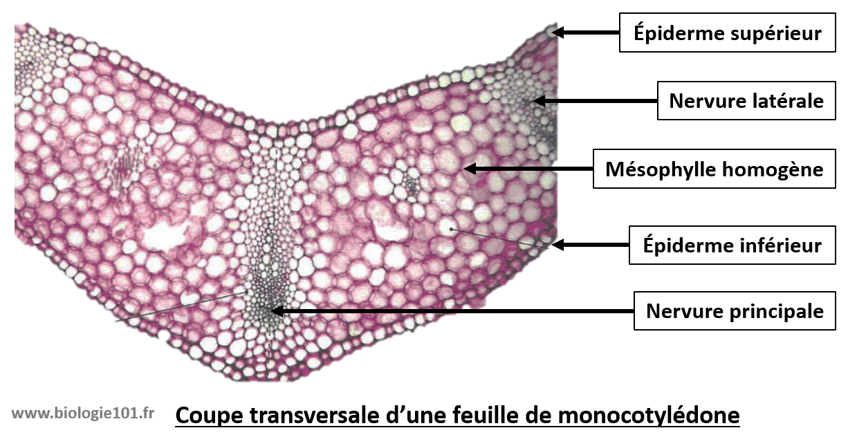 Le système caulinaire, la feuille - Biologie101