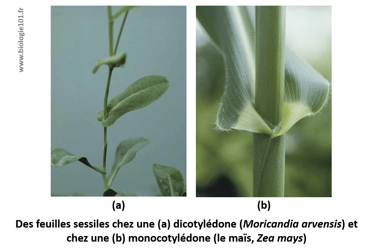 Des feuilles sessiles dont le limbe est directement en contact de la tige, sans l'intermédiaire d'un pétiole.