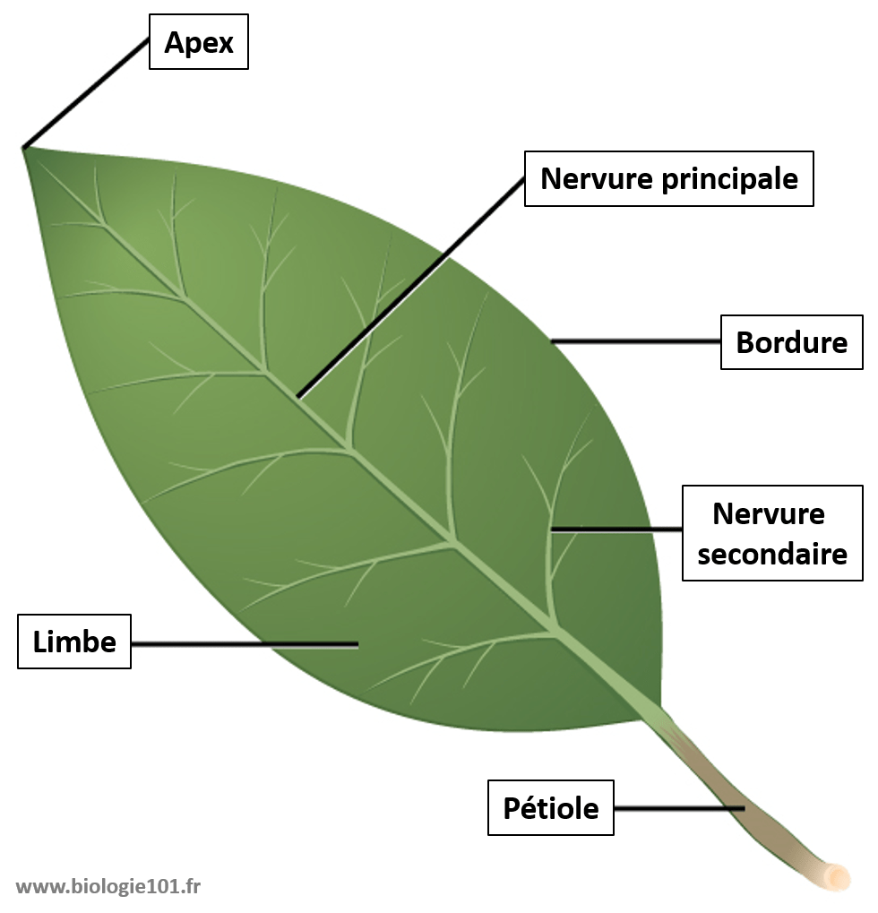 Le système caulinaire, la feuille - Biologie101