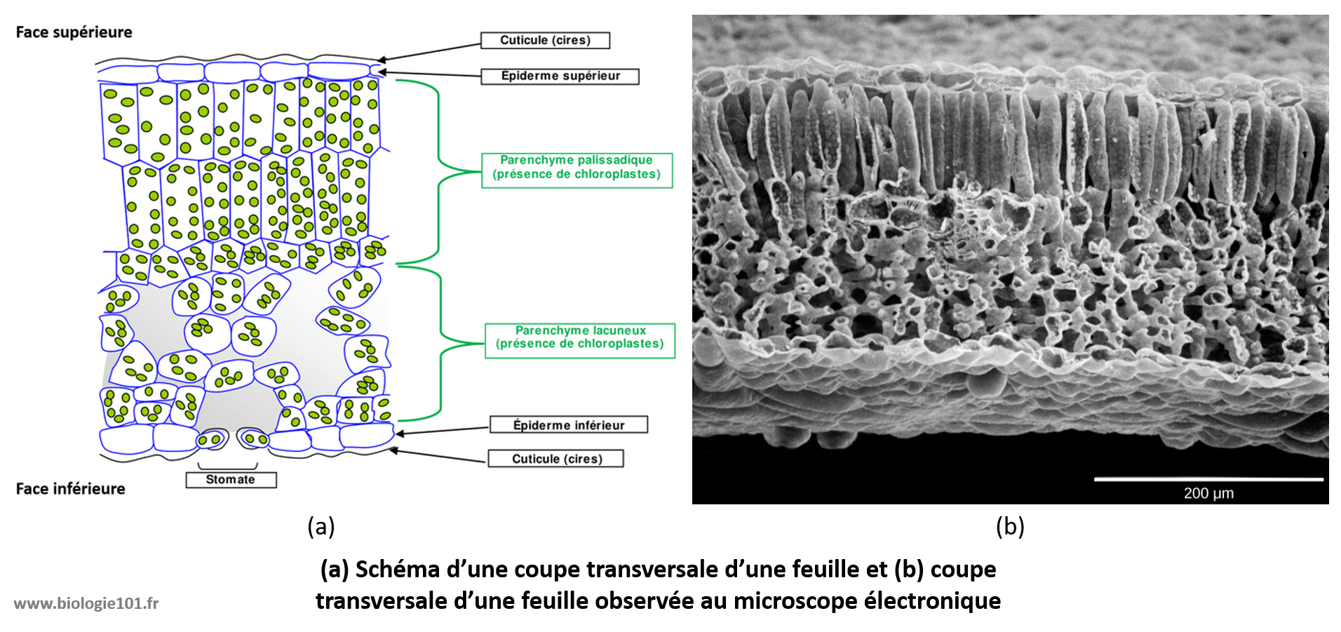  Le système caulinaire, la feuille Biologie101