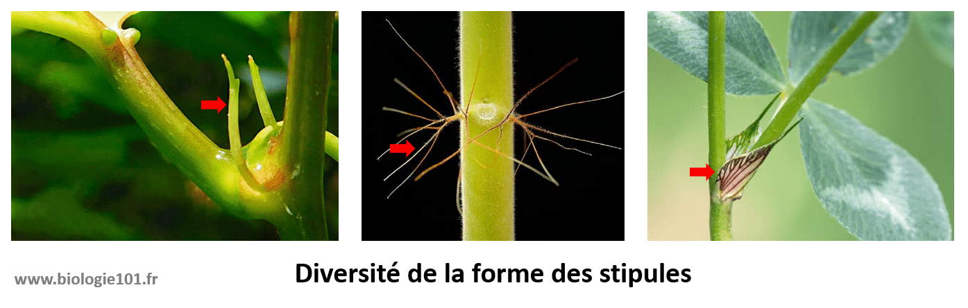 Les stipules ont des morphologies très variées. On les trouve au niveau de la base foliaire des feuilles.