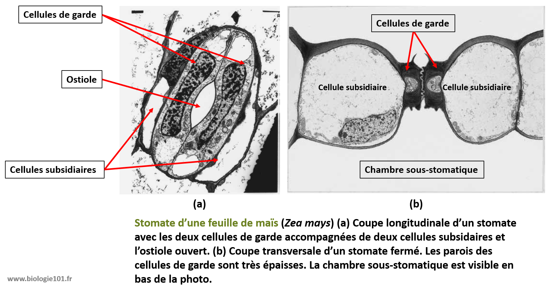 Un stomate vu de face et de profil est composé de deux cellules de garde qui contrôlent l'ouverture de l'ostiole en fonction de leur niveau de turgescence.