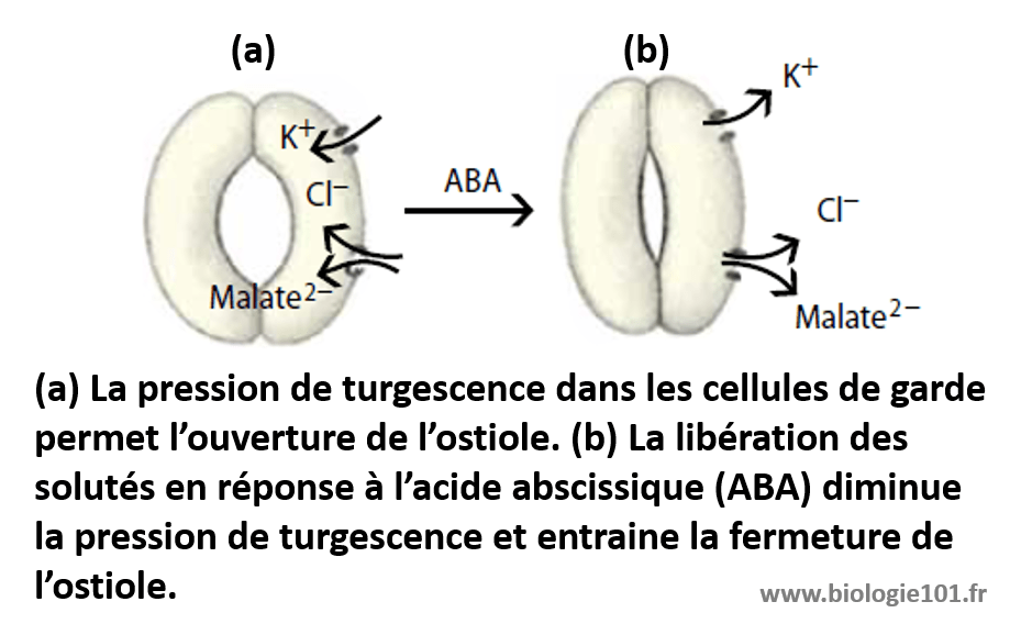 La pression de turgescence est ce qui contrôle l'ouverture du stomate. La présence d'acide abscissique diminue la pression de turgescence et entraîne la fermeture du stomate.