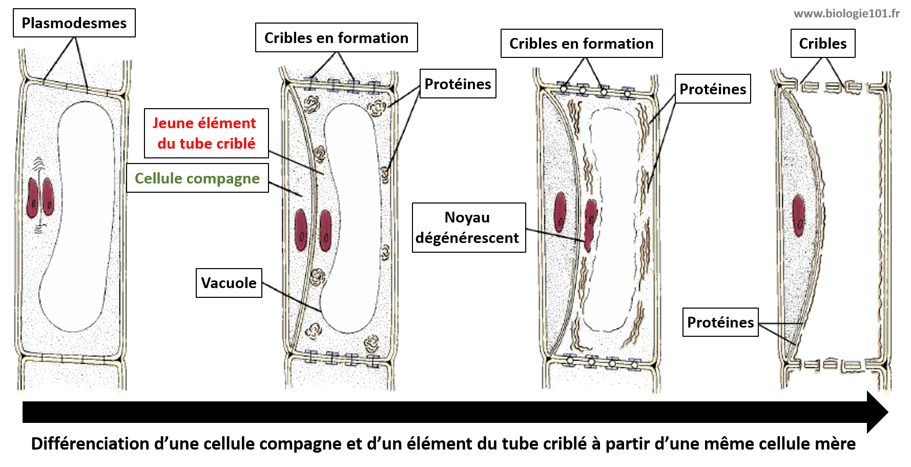 Une cellule compagne du phloème est issue de la même cellule-mère que l'élément du tube criblé. Les cellules compagnes ne forment pas un tissu conducteur.