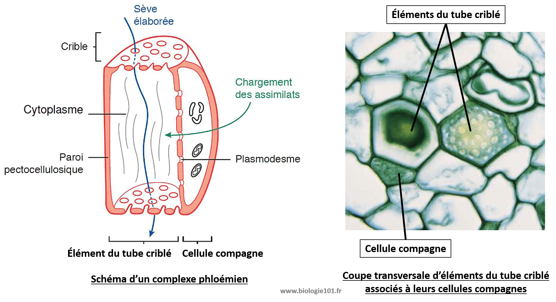 La cellule compagne associée à son élément du tube criblé forme le complexe phloémien. La cellule compagne fournit à l'élément du tube criblé tous les éléments nécessaires à sa survie.