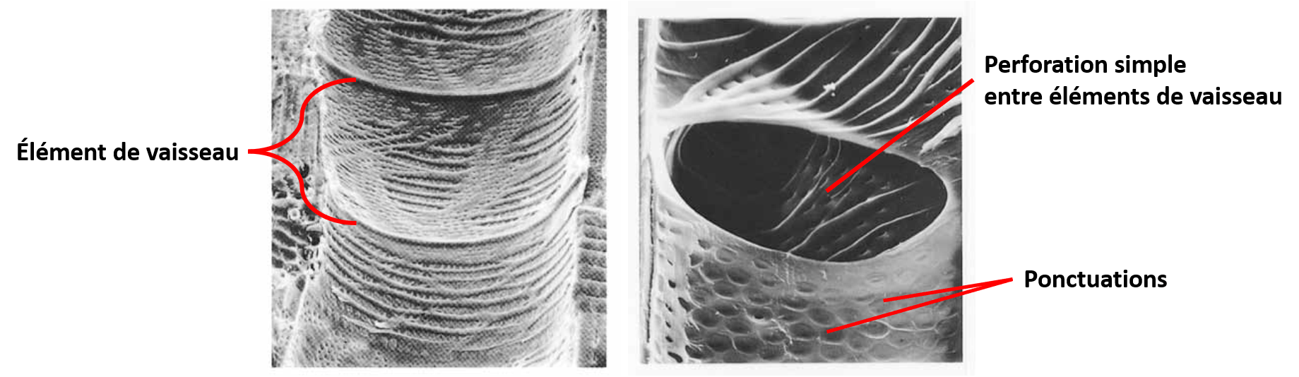 Les vaisseaux du xylème sont formés des éléments de vaisseau dont la paroi transversale n'existe plus. Ces perforations permettent la circulation efficace de la sève brute.