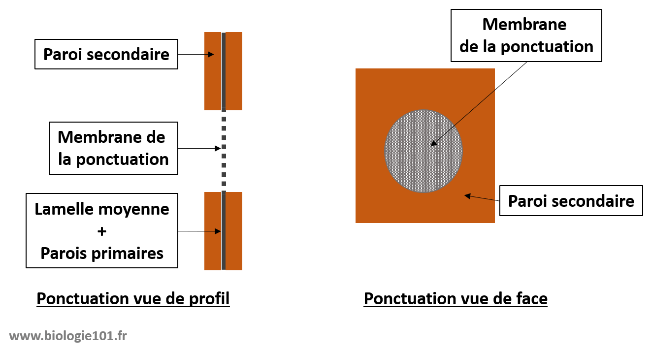 Les ponctuations sont des zones à la surface des trachéides sans paroi secondaire et dont la paroi primaire et la lamelle moyenne ont été partiellement hydrolysées.