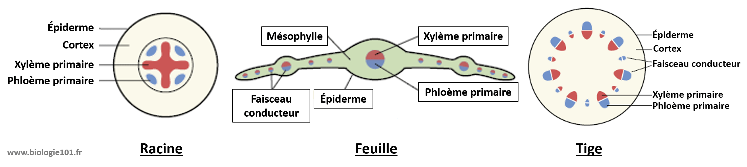 Le phloème et le xylème sont les tissus conducteurs de la plante. Ils forment ensemble des faisceaux conducteurs que l'on retrouve dans tous les organes de la plante.