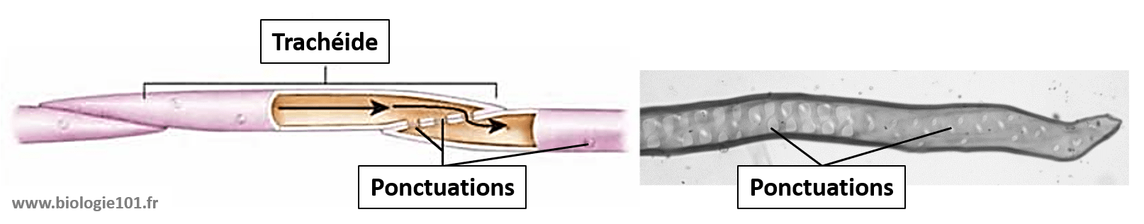 Le système caulinaire, la feuille - Biologie101