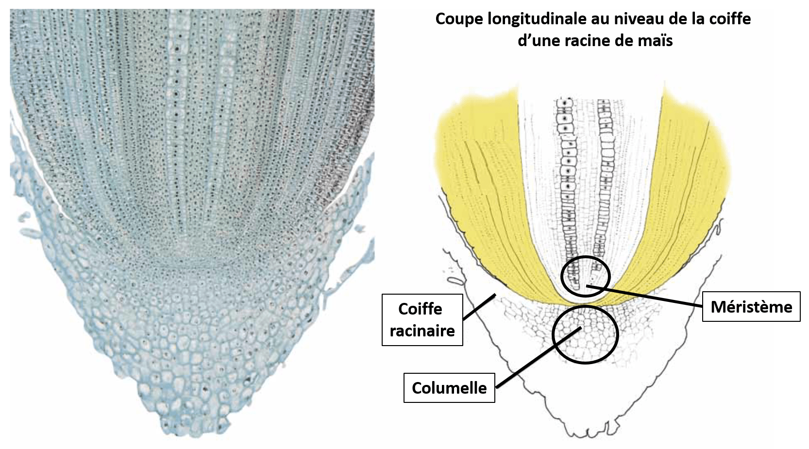 Le système racinaire Biologie101