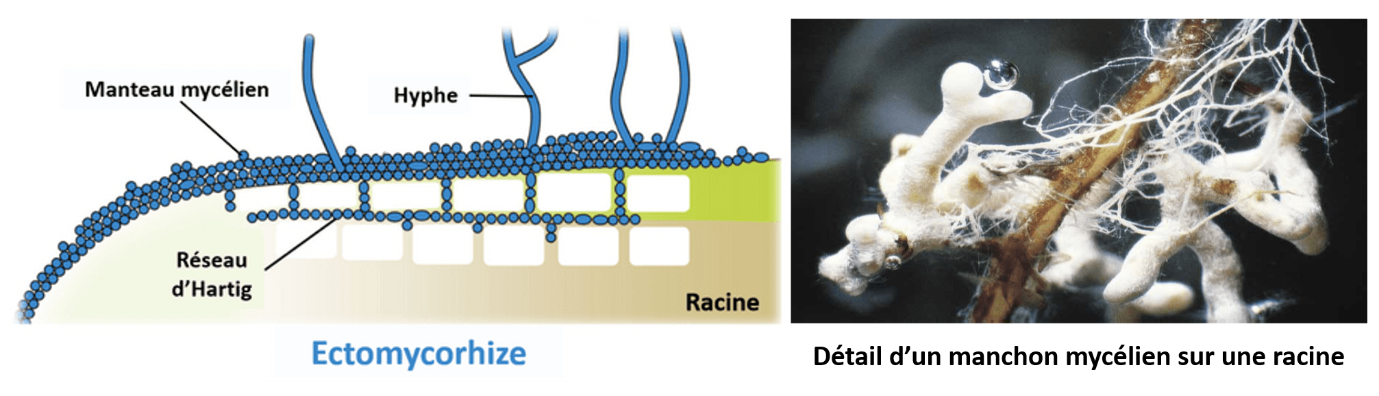 Réseau de Hartig entre les cellules et manchon mycélien sur la racine Les ectomycorhizes sont un type de mycorhize où le champignon ne pénètre pas l'intérieur des cellules de la racine. Il forme à l'intérieur de la racine un réseau dit réseau d'Hartig et à la surface de la racine un manchon mycélien.