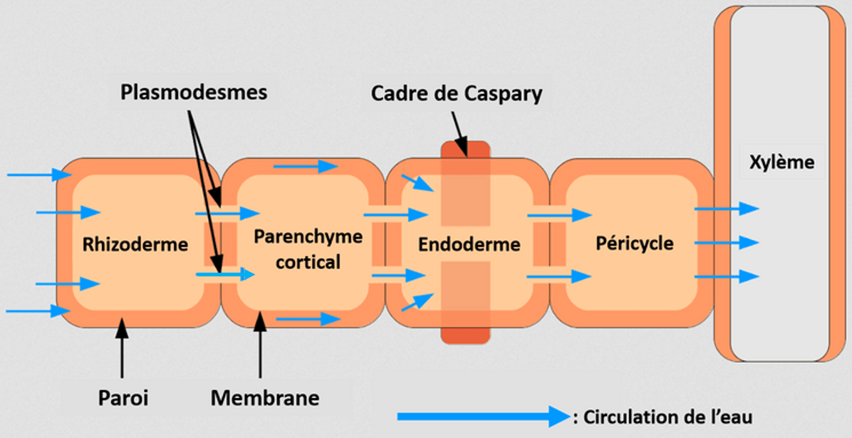 L'endoderme est une couche unique de cellules présentant un cadre de Caspary. Le cadre de Caspary est une zone subérifiée de la paroi totalement imperméable à l'eau.