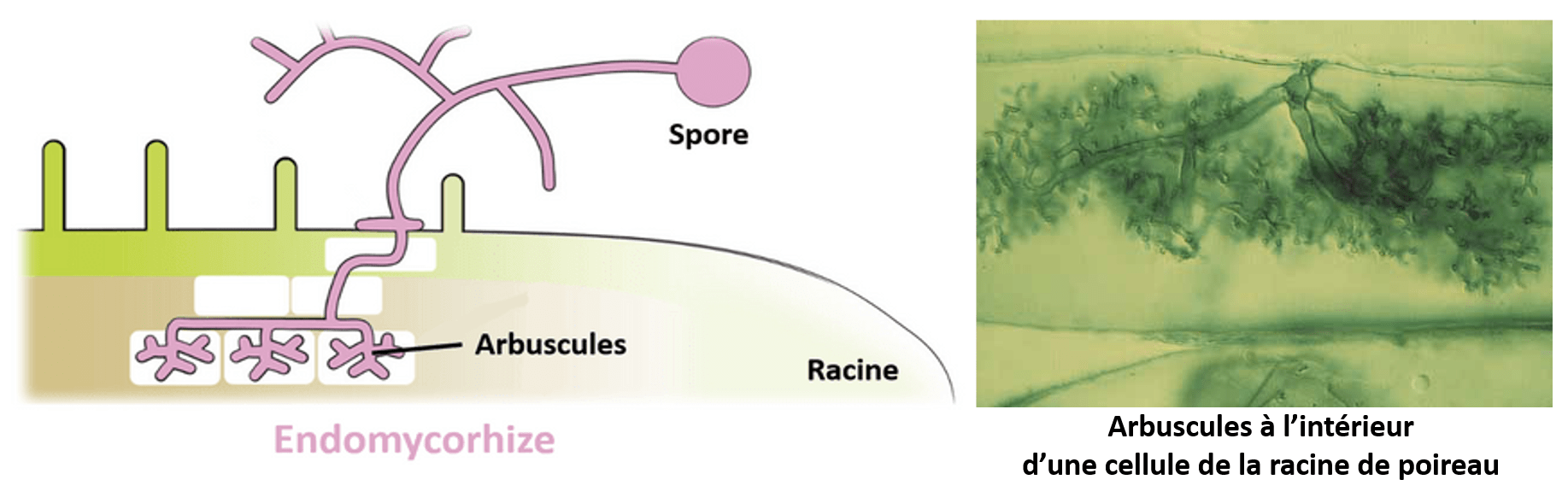 Endomycorhize avec pénétration du champignon dans les cellules Les endomycorhizes sont une association symbiotique entre une racine et un champignon qui pénètre les cellules de la racine en formant des arbuscules.