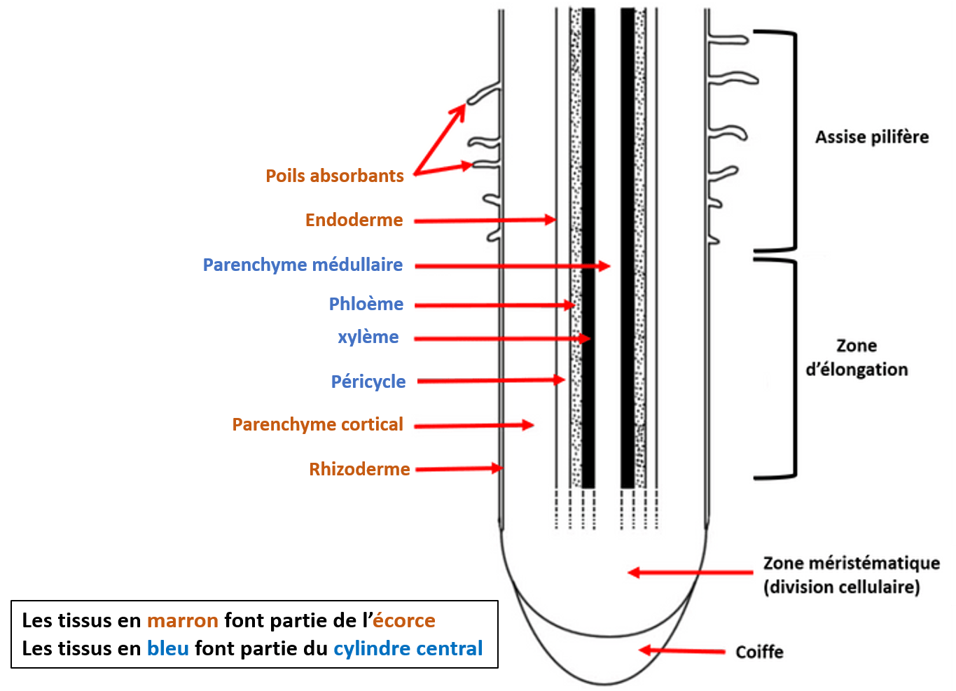 Une coupe longitudinale de racine montre les différents tissus qui la compose. Deux régions sont visibles, d'abord l'écorce composé de l'endoderme, du parenchyme cortical et du rhizoderme. Ensuite le cylindre central composé du parenchyme médullaire, des tissus conducteurs et du péricycle.