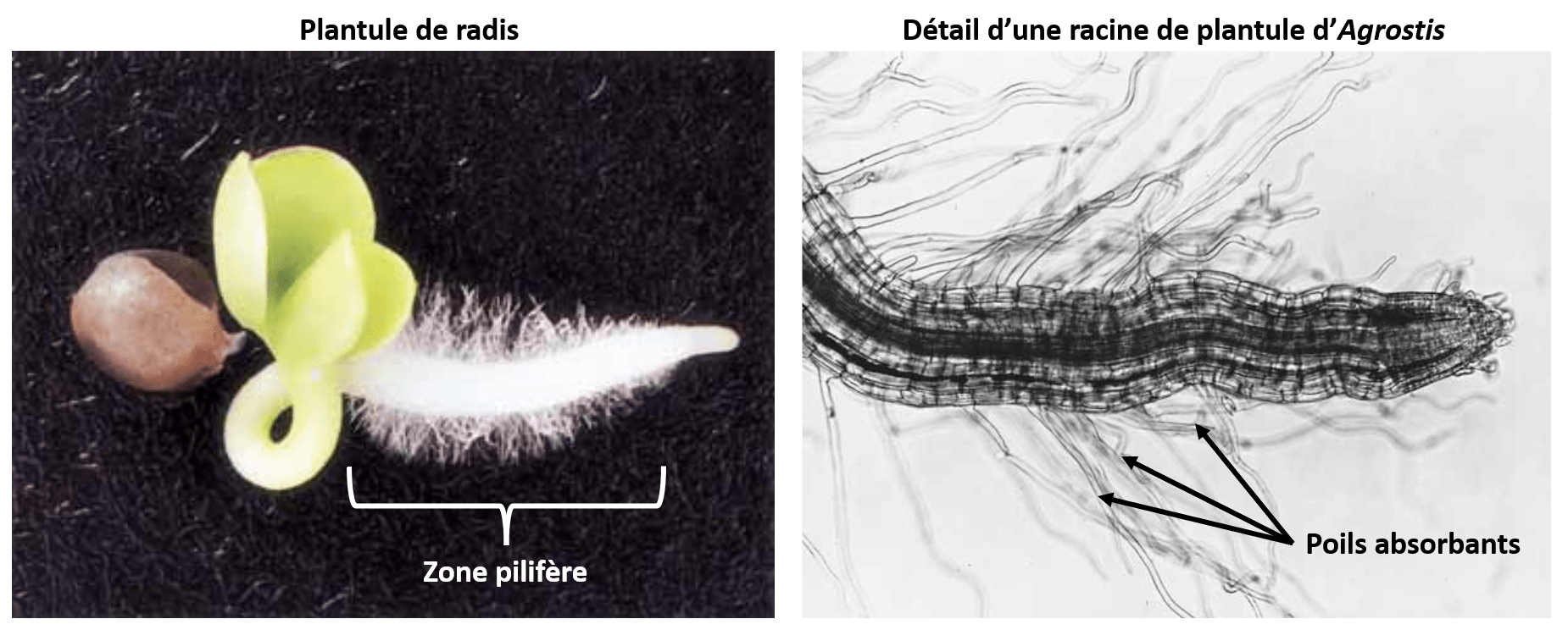 La zone pilifère portant les poils absorbants. les poils absorbants sont des cellules uniques dérivées des cellules du rhizoderme.