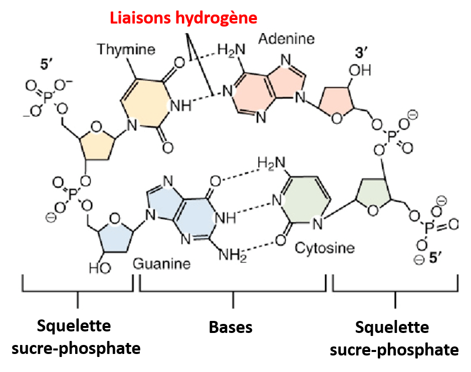 Les liaisons hydrogène dans l'ADN Les liaisons hydrogène maintiennent la structure de l'ADN en double brin