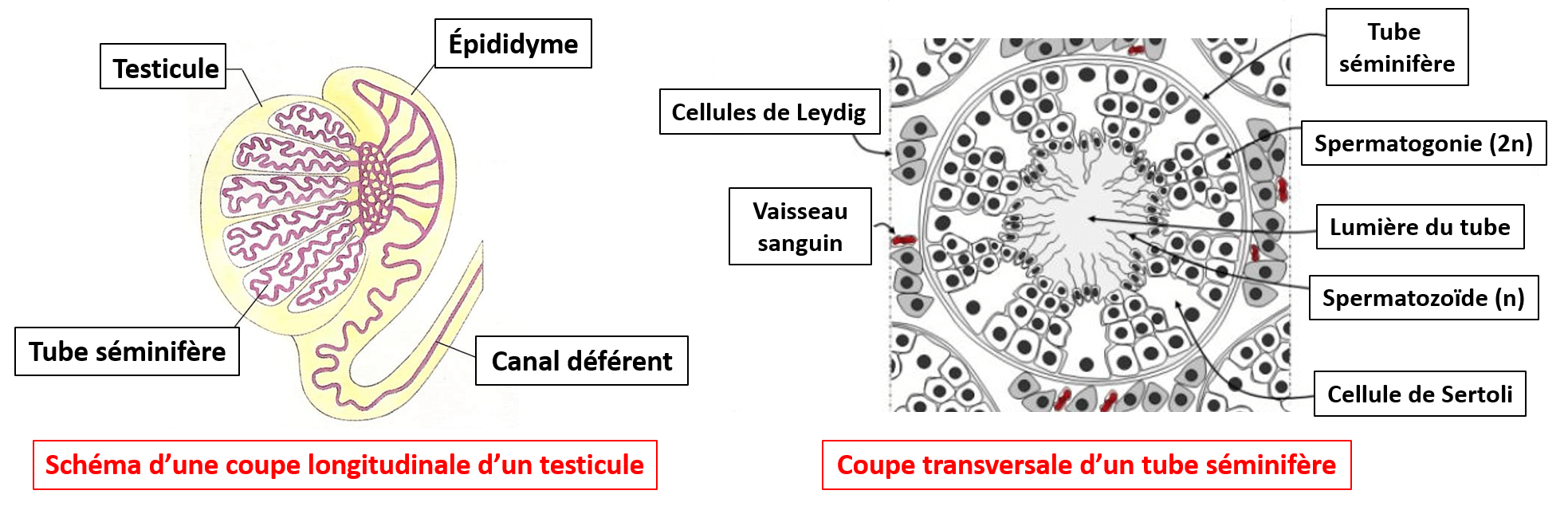 Structures du système reproducteur masculin