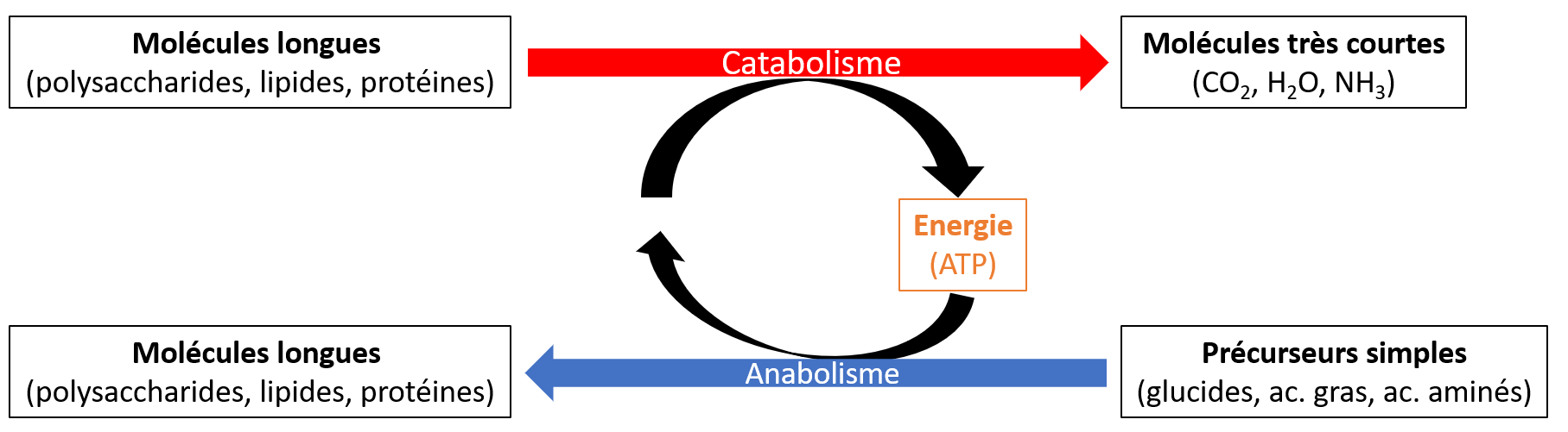 Le système caulinaire, la feuille - Biologie101