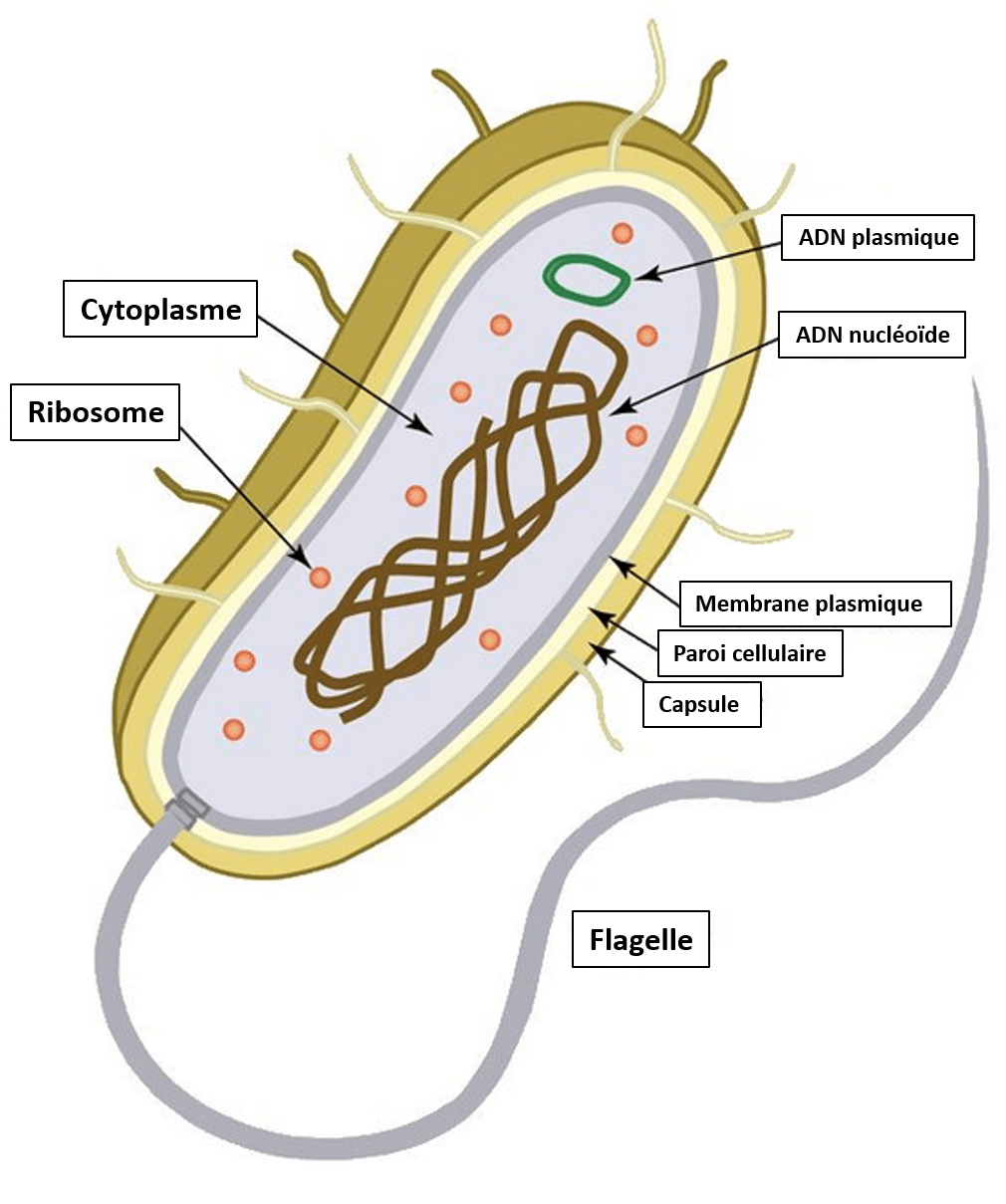 Выход прокариот на сушу. Кишечная палочка строение клетки. Бактерия кишечная палочка строение. Escherichia coli строение. Эшерихия коли строение.