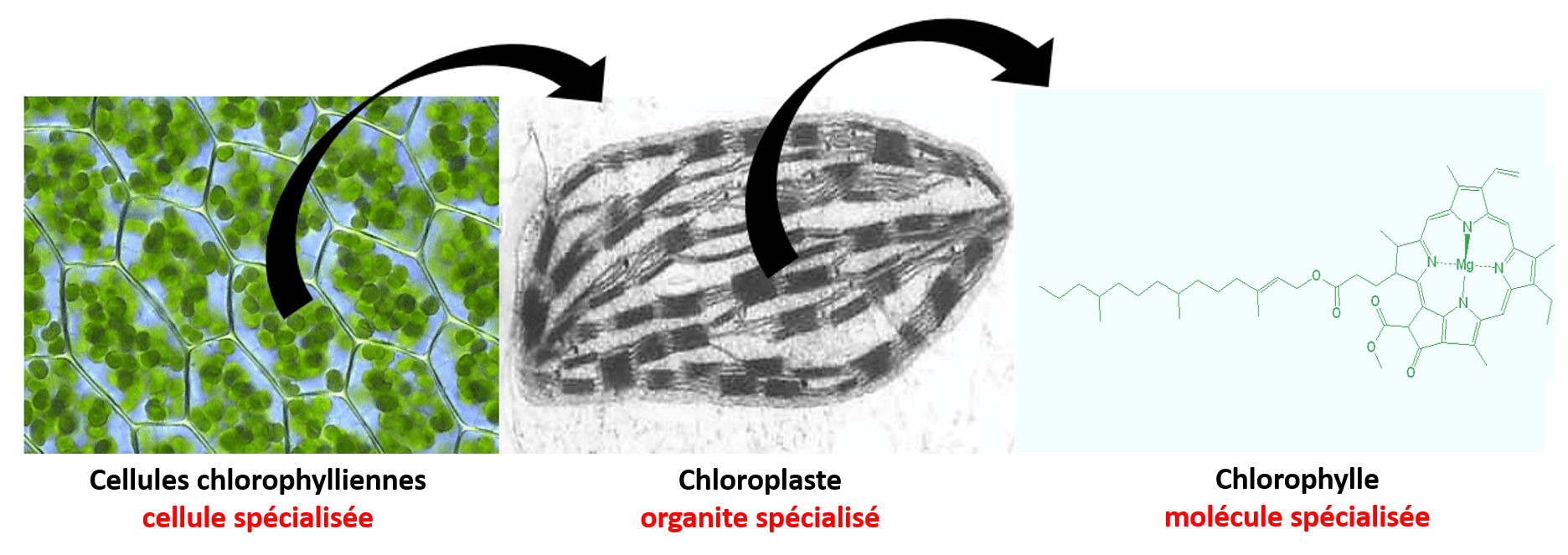 Le système caulinaire, la feuille - Biologie101